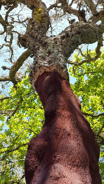 The Features of Cork
